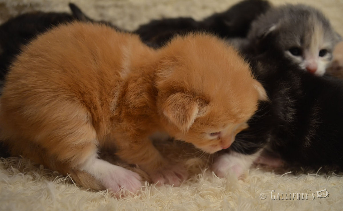 2015上海静安区幼儿园入园-IM电竞(图1) IM电竞官网