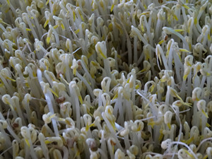 【IM电竞平台】脑损伤老年患者急性期入院死亡原因(图1) IM电竞平台