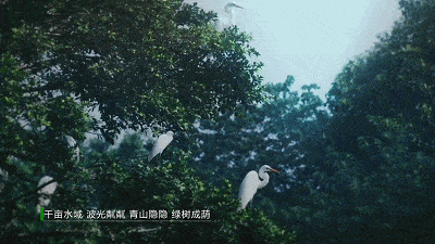 
肇庆有场图片展 展出170多种珍稀鸟类！这些你还纷歧定见过……“IM电竞平台”(图1)