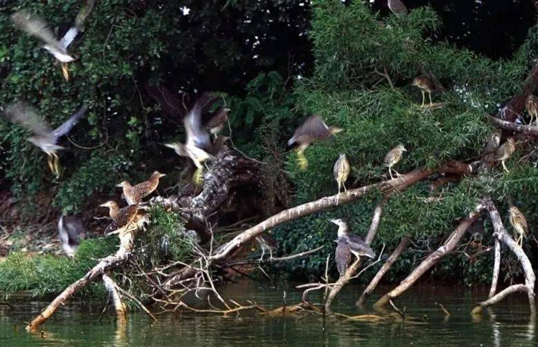 
肇庆有场图片展 展出170多种珍稀鸟类！这些你还纷歧定见过……“IM电竞平台”(图13)