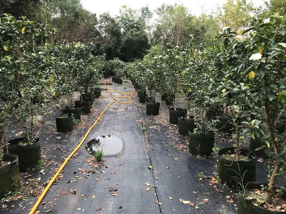 
中华木绣球 斗球图片 斗球价钱 斗球沭阳县新槐苗圃直销“IM电竞官网”(图7)