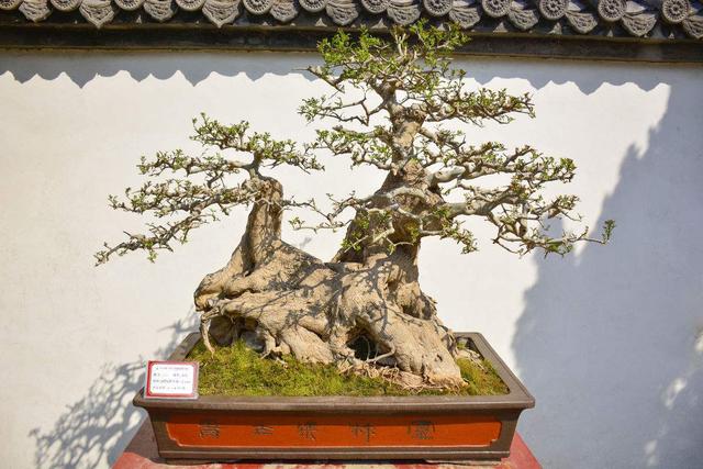 IM电竞平台